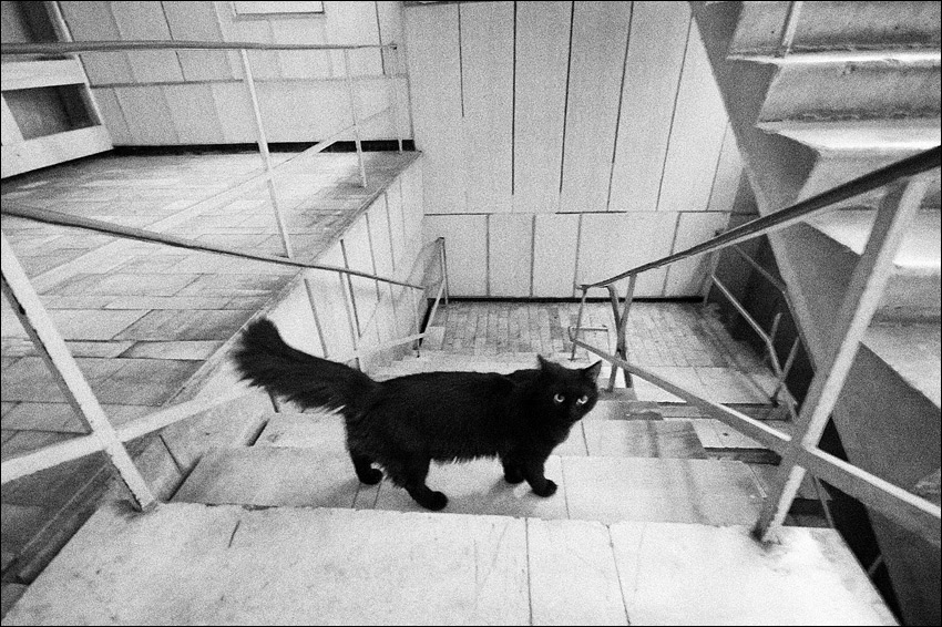 кошка на лестнице