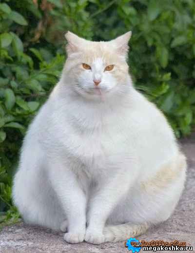 самый толстый кот