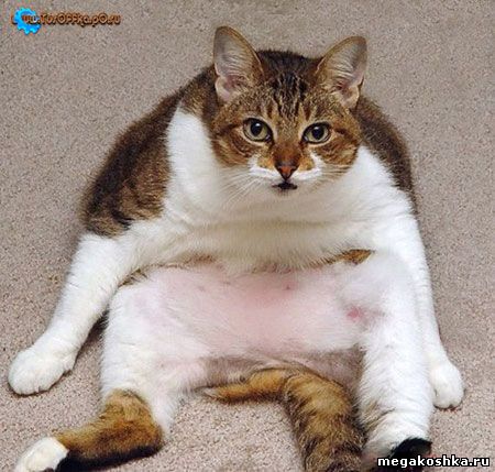 самый толстый кот