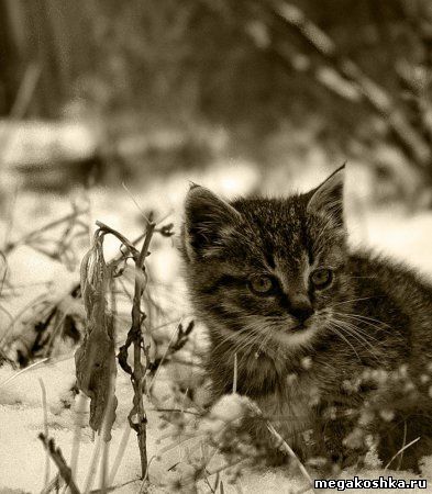 котенок в снегу