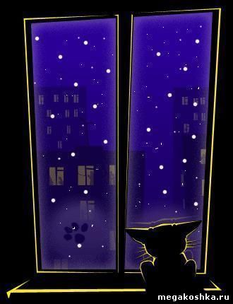 котенок на окне ночью