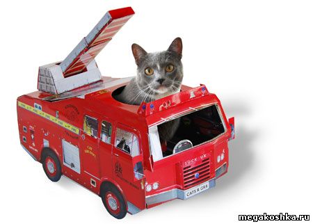 кошка на пожаре