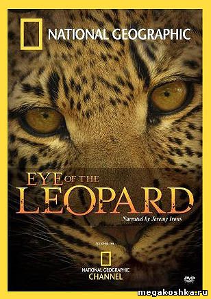 глаз леопарда