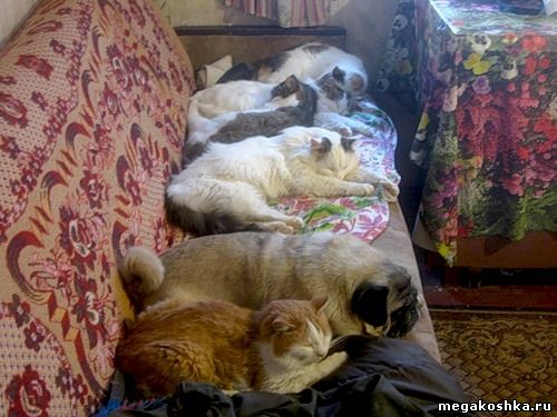 стая кошек