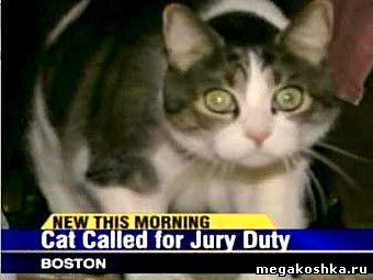 кот в суде присяжных