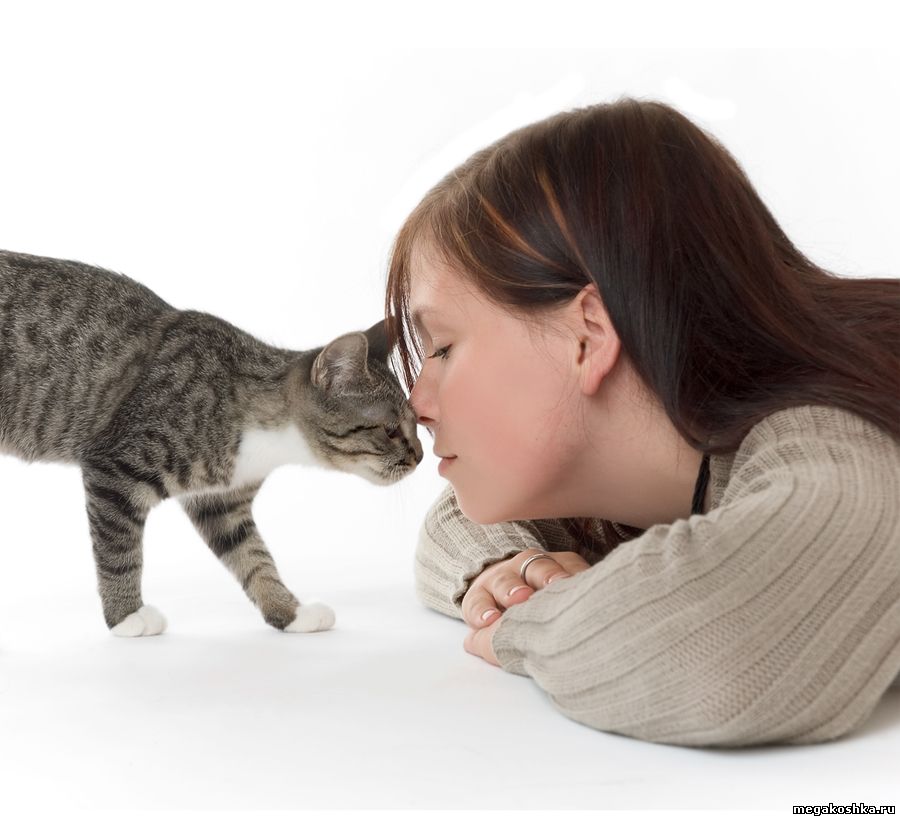 человек целует кошку, кошатник