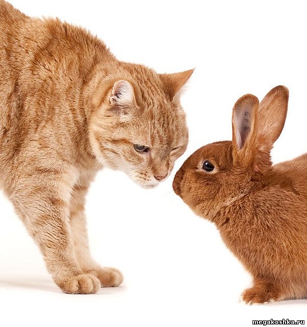 кошка и заяц