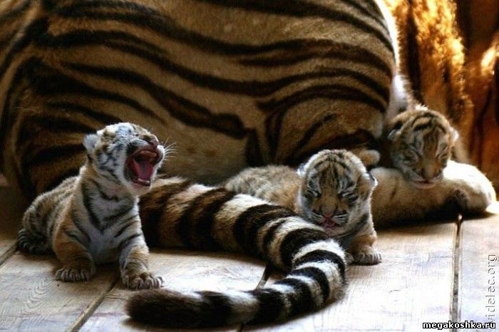 амурские тигры