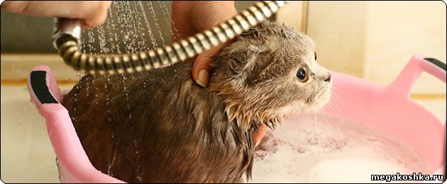 мытье кошки