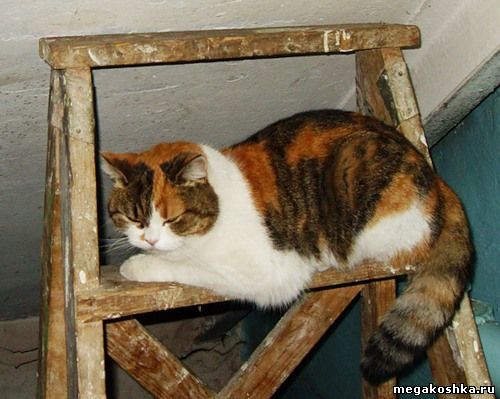 черепаховая кошка