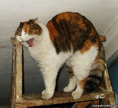 черепаховая кошка