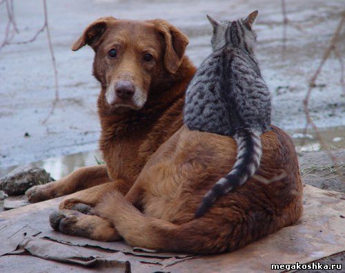 кошка и собака