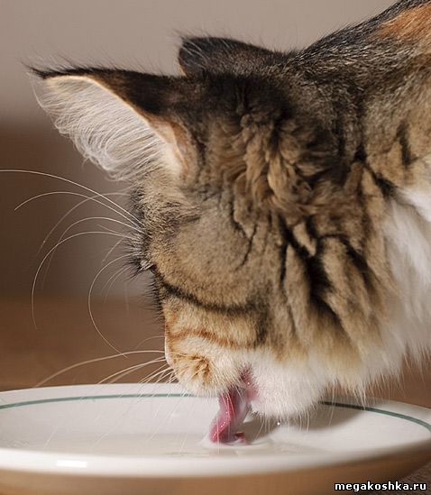 Удивительная сноровка кошачьих, разумеется, выработалась в ходе эволюции. Если кошка поторопится закрыть рот, ей достанется меньше жидкости, а если чуть-чуть промедлит – молоко и вовсе упадёт обратно в миску и челюсти сомкнутся вокруг пустого места (фото Matt Debouge).