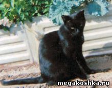 самая старая кошка в России