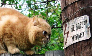 Поскольку кошка оказалась неграмотной, то надпись «Не влезай – убьет» не помогла