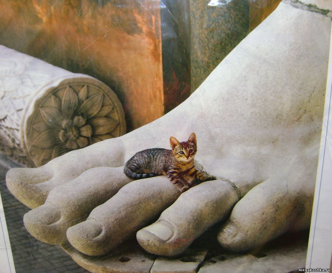 маленькая кошка