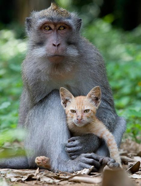 обезьяна и котенок