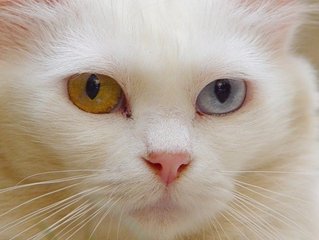 турецкий ван, ванская кошка