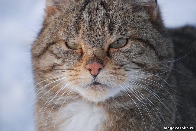 Европейская лесная кошка (Felis silvestris silvestris)