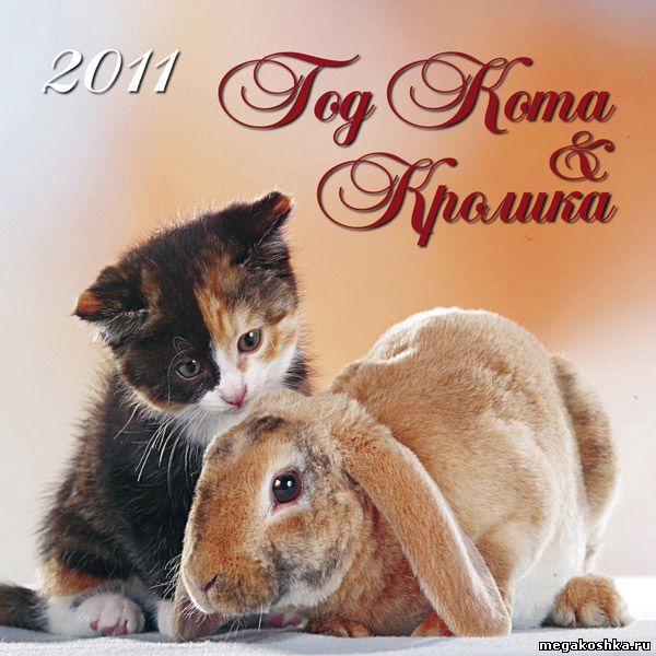 кот, кошка, кролик, заяц, новый год 2011