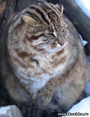 дальневосточный лесной кот