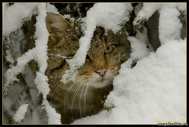 Европейская лесная кошка (Felis silvestris silvestris)