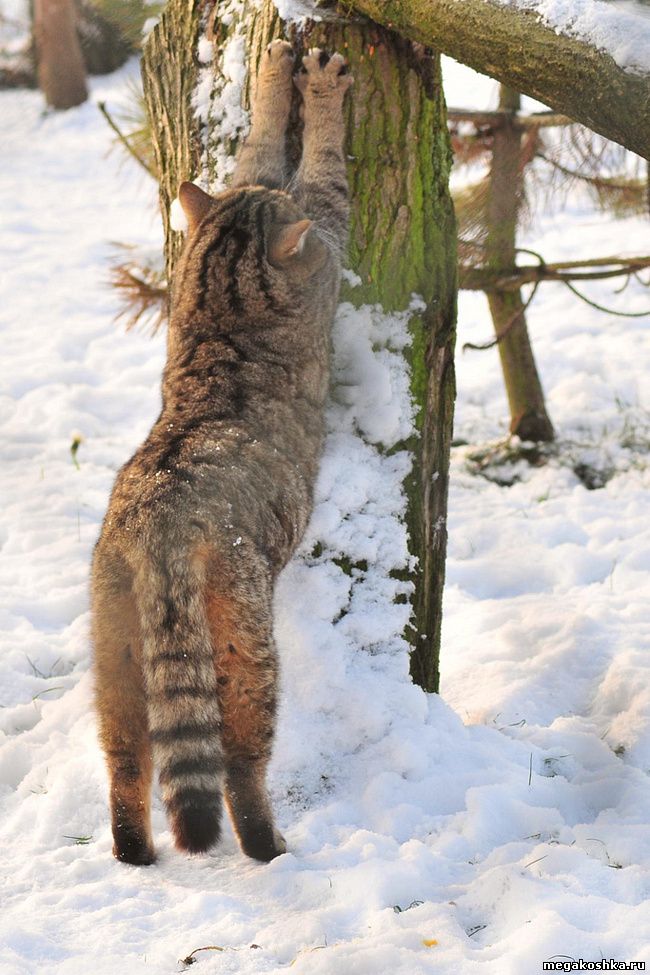 Европейская лесная кошка (Felis silvestris silvestris)