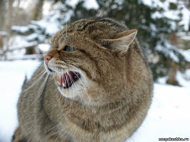 Европейская лесная кошка (Felis silvestris silvestris)