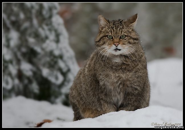 Европейская лесная кошка (Felis silvestris silvestris)