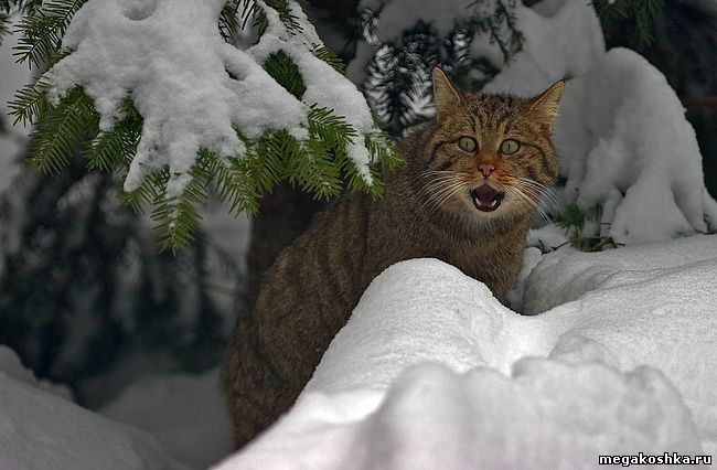 Европейская лесная кошка (Felis silvestris silvestris)