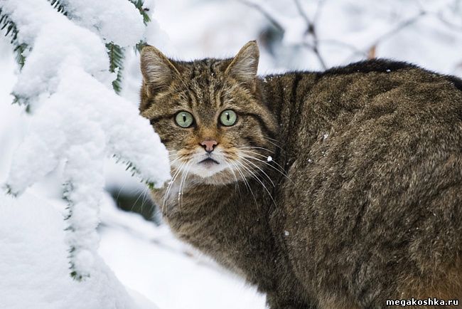 Европейская лесная кошка (Felis silvestris silvestris)