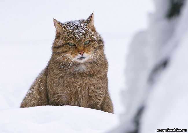 Европейская лесная кошка (Felis silvestris silvestris)