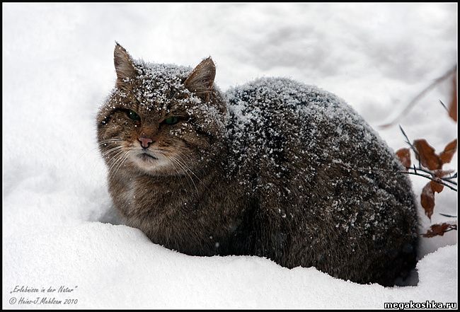 Европейская лесная кошка (Felis silvestris silvestris)