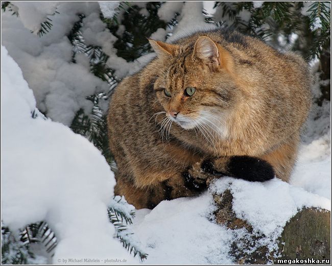 Европейская лесная кошка (Felis silvestris silvestris)