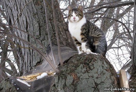 кот, который не слезает с дерева