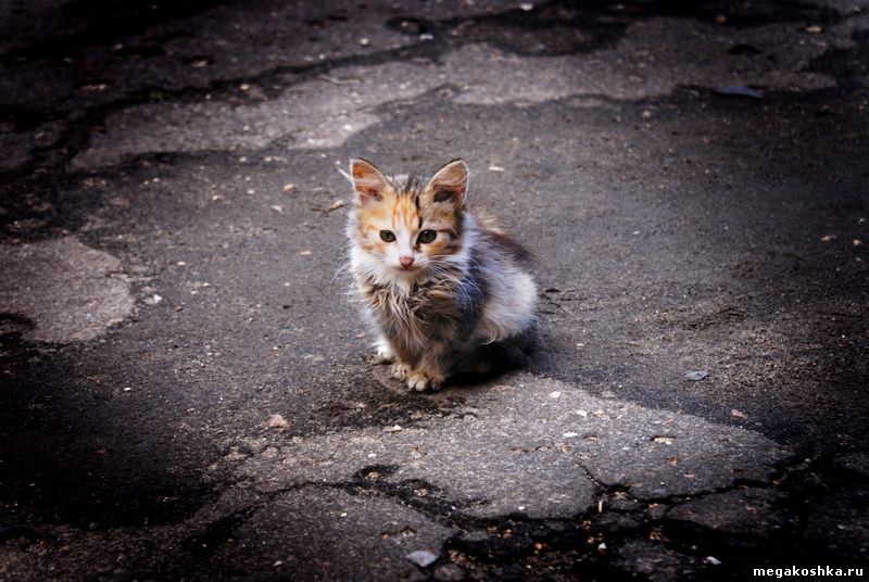 бездомный котенок