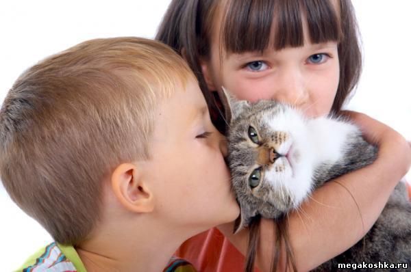 аллергия на кошек