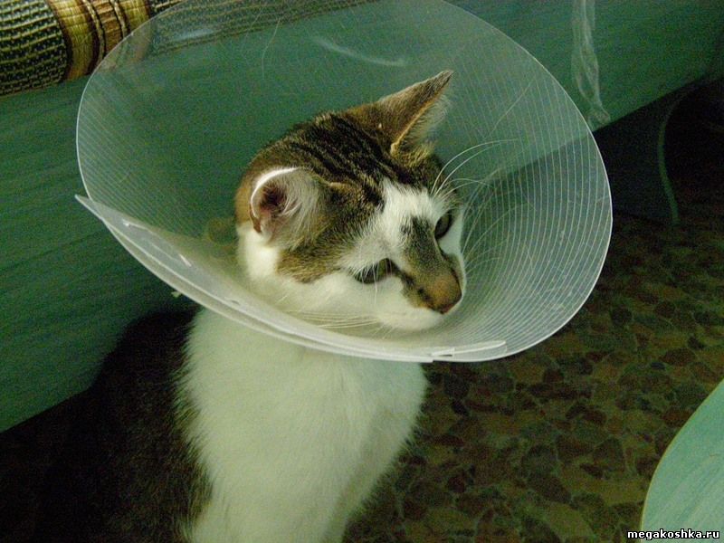 Слизал мазь. Для кошек чтоб не чесали рану. Кошка с бровями. Чтобы кошка не лизала рану. Чтобы кот не расчесывал рану.