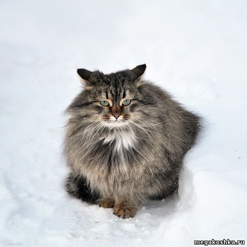 серый кот