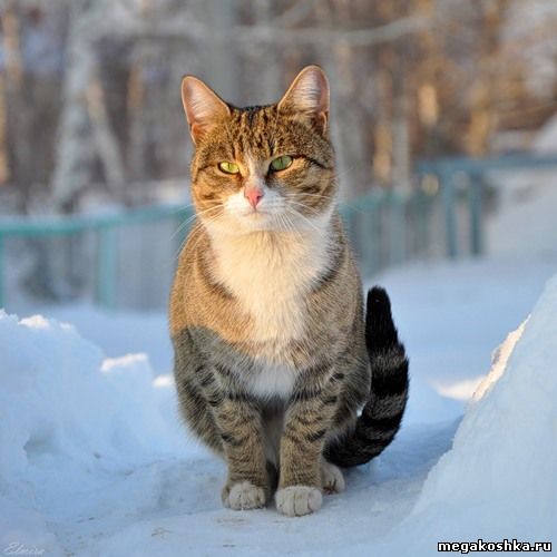серый кот
