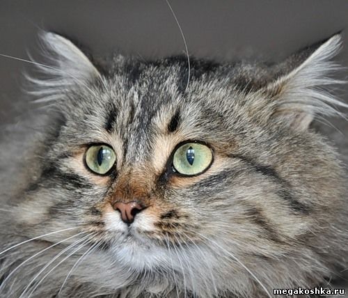 серый кот