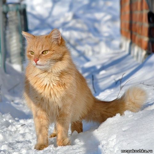 рыжий кот