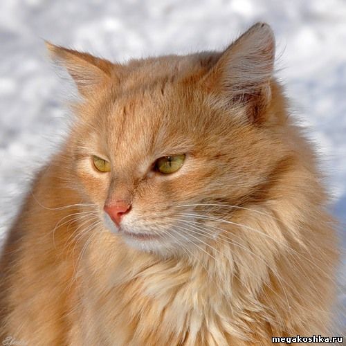 рыжий кот