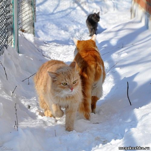 рыжие коты