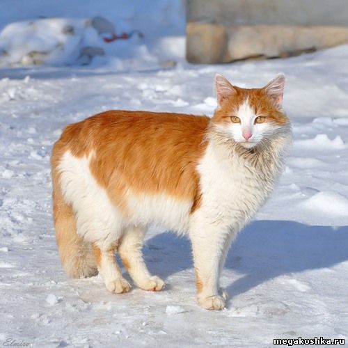 рыжий кот