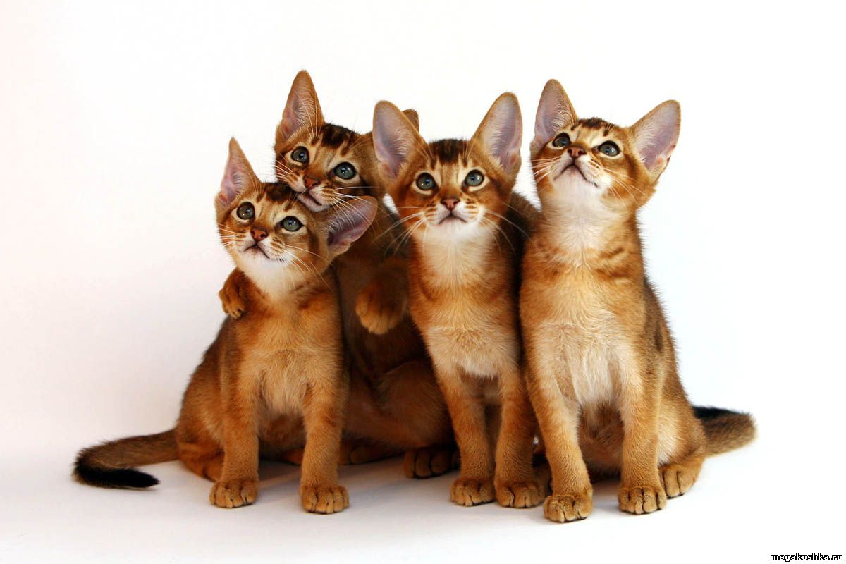 Фотографии абиссинскую породу. Абиссинская кошка. Кот породы абиссинец. Абиссинские котята. Абиссинская короткошерстная.