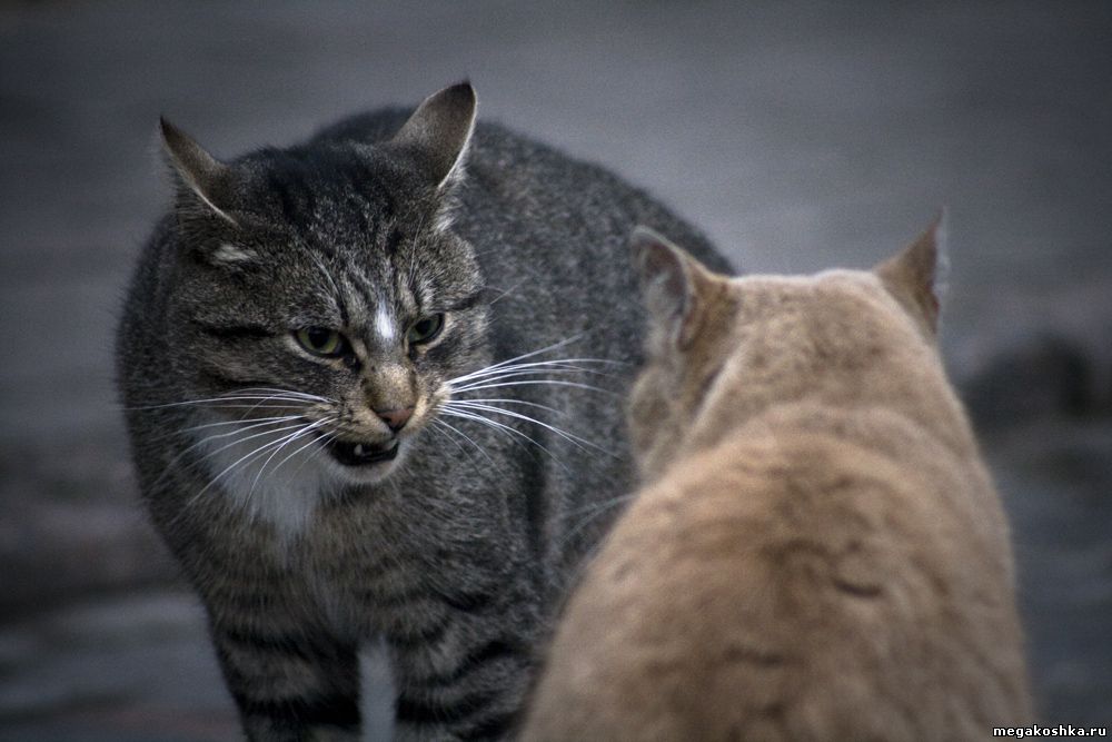 драка котов