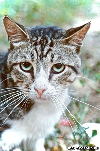 коты