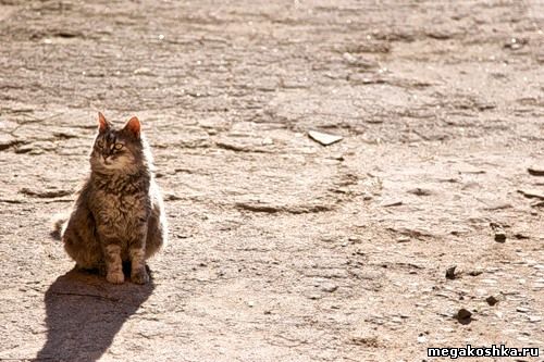 коты