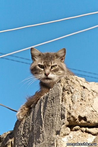 кот